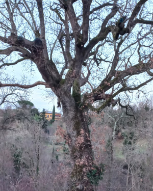 Foto Quercia di Rendola