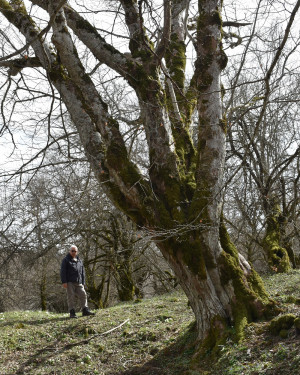 Foto Acero di monte di Piano Menta