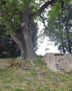 Foto La signora del pozzo