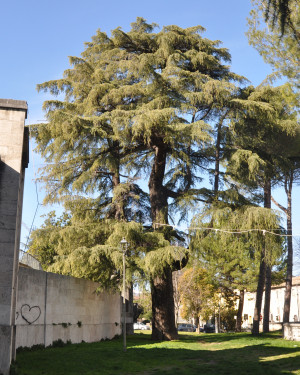 Foto Cedro del Libano