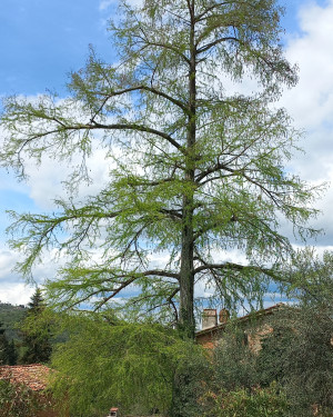 Foto Cipresso calvo delle Baruti