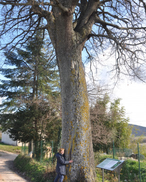 Foto Roverella di Colcerasa