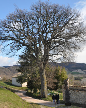 Foto Roverella di Colcerasa