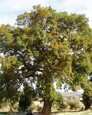 Foto "Las Quercia del Tedesco