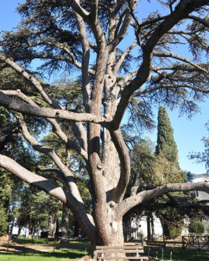 Foto Cedro del Libano