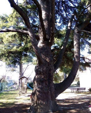 Foto Cedro del Libano