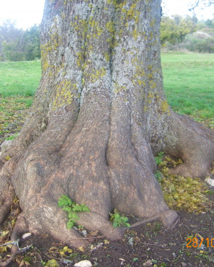 Foto Acero campestre