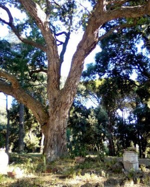 Foto Quercia da sughero