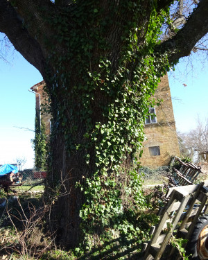 Foto Roverella di San Savino