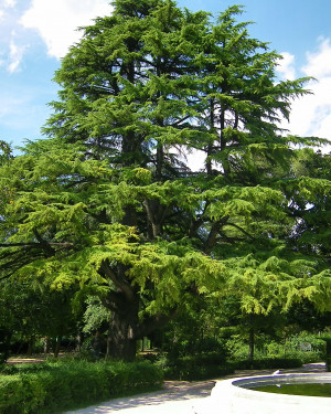 Foto Cedro Giardini Pubblici San Severino