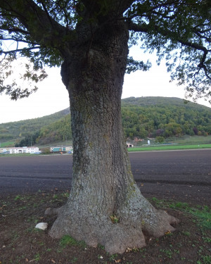 Foto Cerro