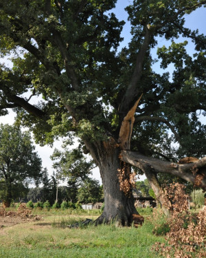 Foto Quercia del Passo di Treia