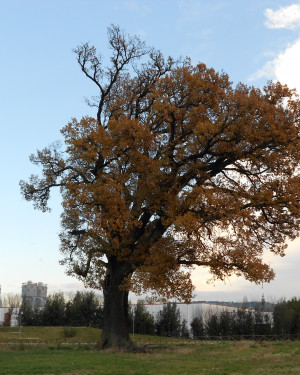 Foto Quercia del Passo di Treia