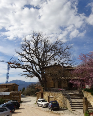 Foto Roverella di Roccamaia