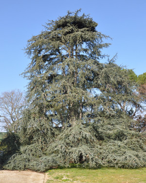 Foto Cedro del Libano di Villa Honorati