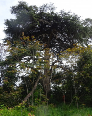 Foto Cedro del Libano