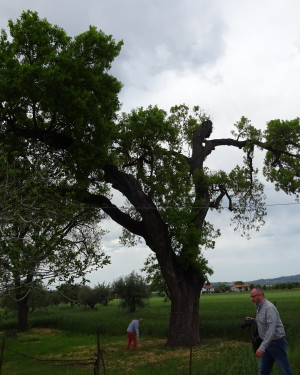 Foto Roverella Villanova per Cerbara