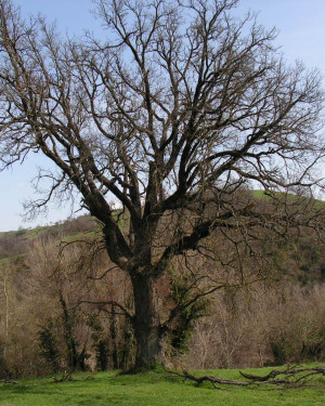 Foto Roverella di Castellina