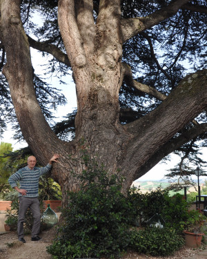 Foto Cedro del Libano