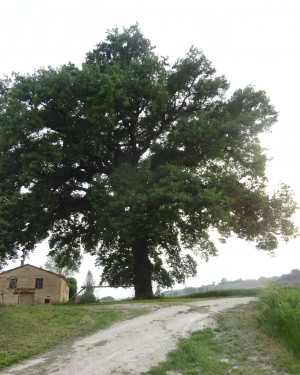 Foto La Quercia del Bonc'