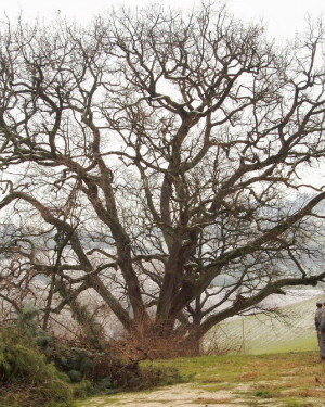 Foto Roverella Cà Lepri