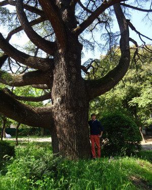 Foto Cedro Giardini Pubblici San Severino