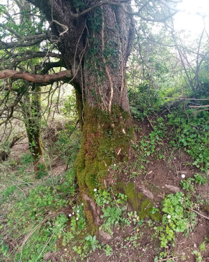 Foto Melo di Costa del Salice