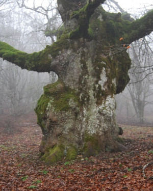 Foto Rovere di Pizzo della Menta