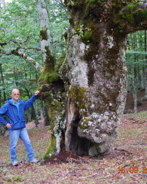 Foto Rovere di Contrada Moglia