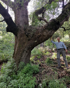 Foto Roverella piccola accanto "ruulo i taddu"