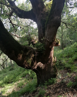 Foto Roverella piccola accanto "ruulo i taddu"