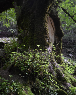 Foto Acero di Pizzo Lipo