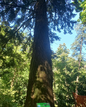 Foto Abete greco arboreto Siemoni