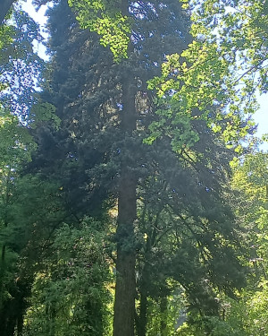 Foto Abete greco arboreto Siemoni