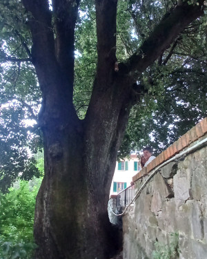 Foto Leccio dei Cappuccini