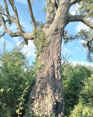 Foto Quercia da sughero