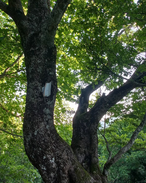 Foto Acero campestre bicormico di Seghettina di sopra