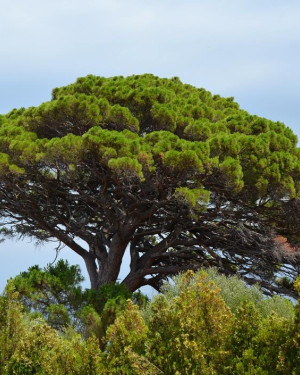 Foto Pino di Tindari