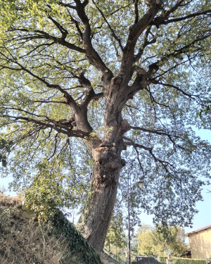 Foto "Quercione di Gonfienti"