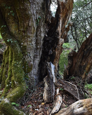 Foto Acero di Bosco Moglia 1