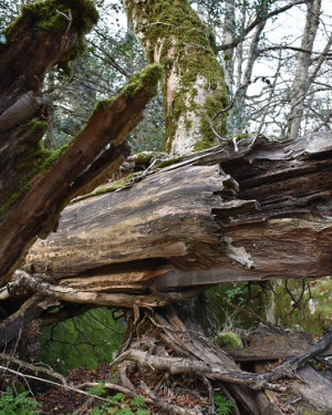 Foto Acero di Bosco Moglia 1