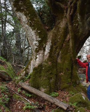 Foto Acero di Bosco Moglia 1