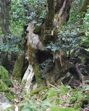 Foto Acero di Bosco Moglia 2