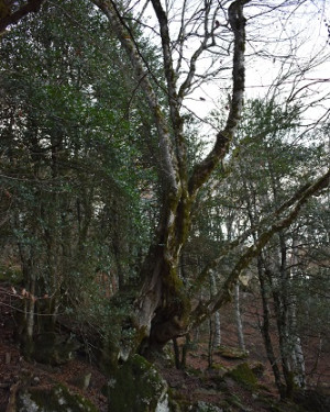 Foto Acero di Bosco Moglia 2