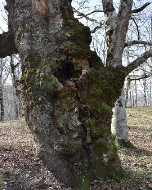 Foto Rovere di Contrada Moglia