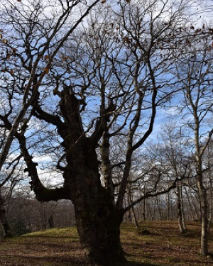 Foto Rovere di Contrada Moglia