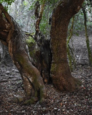 Foto Acero campestre di Contrada Corvotto N. 2