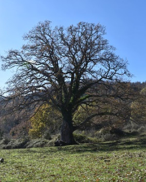 Foto Cerro