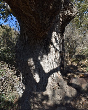 Foto Quercia cariata