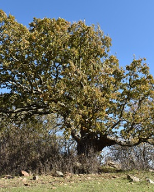 Foto Quercia cariata